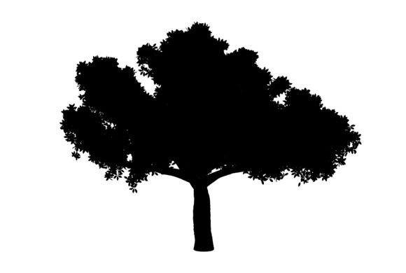 Drawing Tree Image: A Versatile Natural Graphic for Creative Projects
